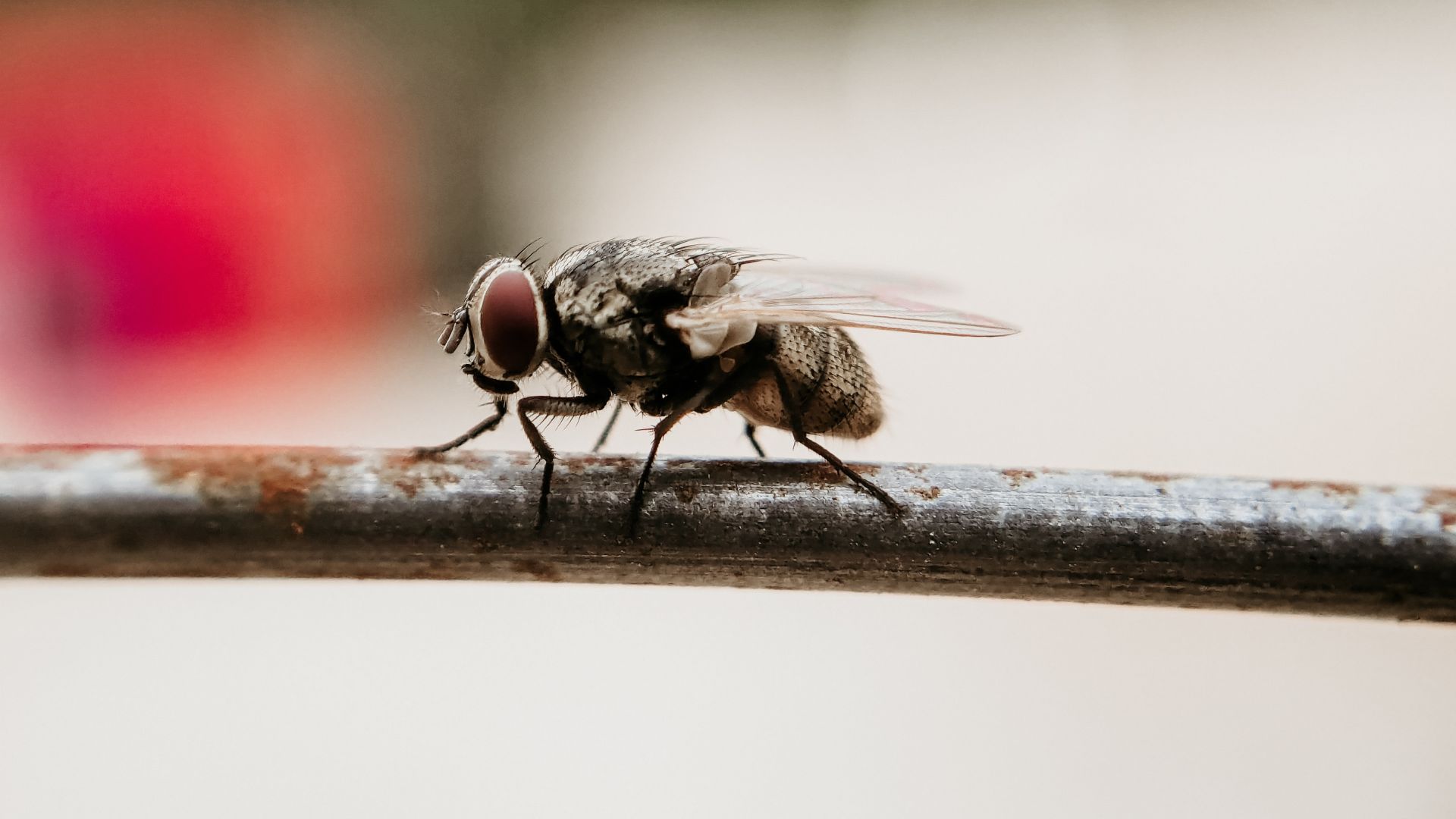 Housefly - ako sa chrániť a bojovať proti nepríjemnému hmyzu