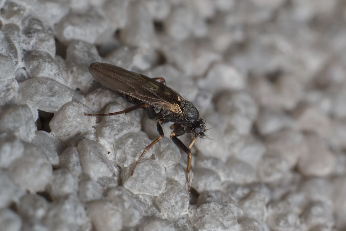 Muchotrávka - ako sa chrániť pred uhryznutím a ako správne ošetriť bolestivé rany