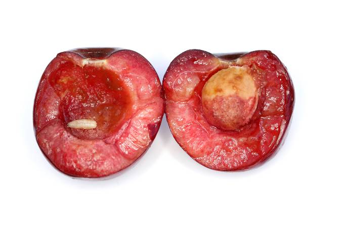 Larva vrtule třešňové způsobuje červivost třešní