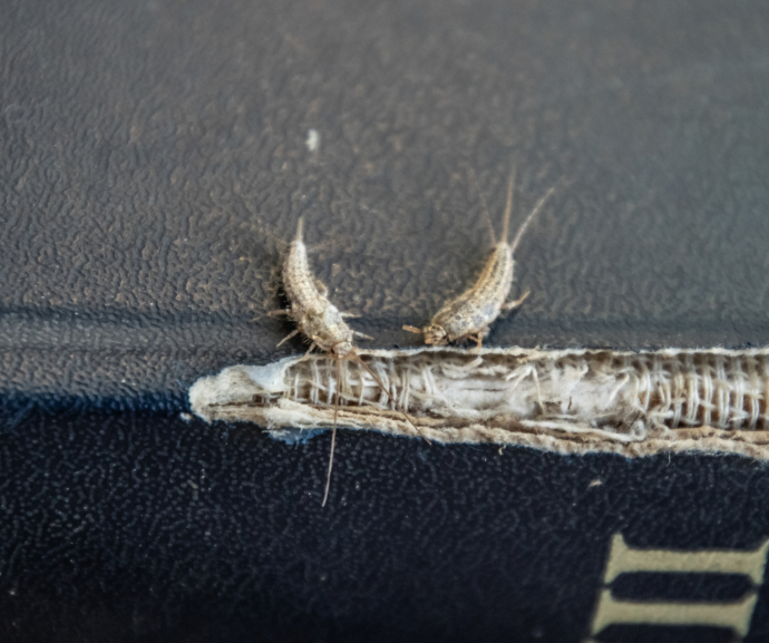 Rybenka papírová (Ctenolepisma longicaudata) a knihy