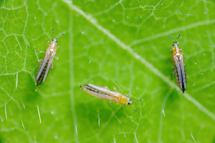 Třásněnka zahradní (Thrips tabaci) na paprikách