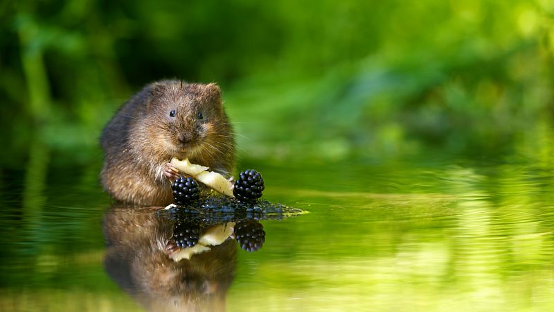 Kôrovec - ako pred ním ochrániť svoju záhradu