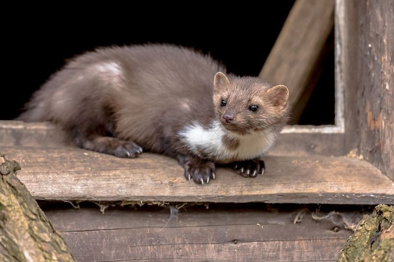 Kuna skalná - Ako si vyrobiť hravého šikovného škodcu
