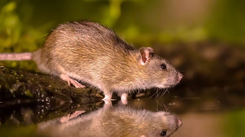 Potkan - Ako rozpoznať inteligentného hlodavca a ako sa ho zbaviť