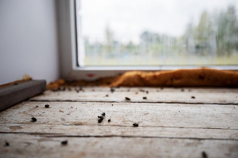 Ako zabrániť hmyzu a iným škodcom, aby sa s blížiacou sa zimou usídlili vo vašom dome
