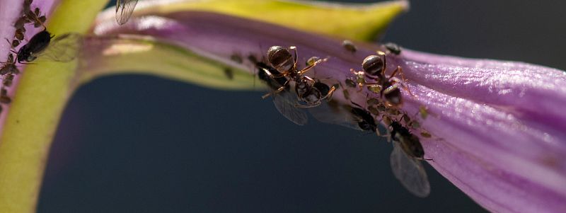 Biologická kontrola - tradičný spôsob kontroly škodcov alebo moderný trend