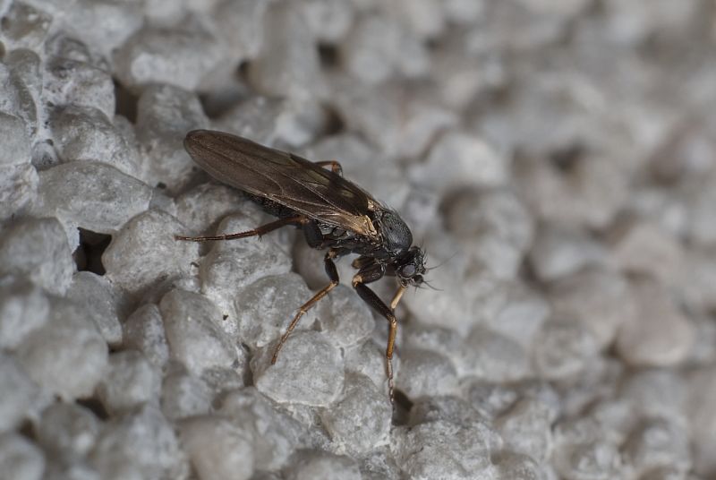 Muchotrávka - ako sa chrániť pred uhryznutím a ako správne ošetriť bolestivé rany
