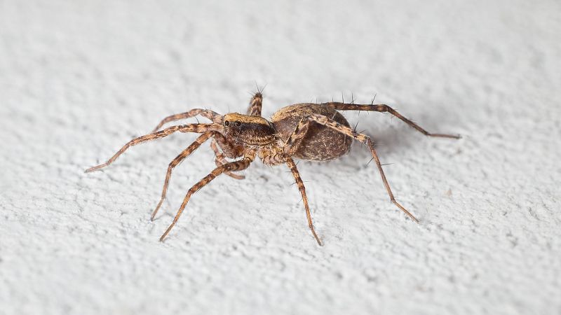 Pupočník domáci - ako sa zbaviť tohto veľkého pavúka