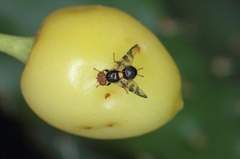 Čerešňová vrtuľa - ako pestovať čerešne bez červov