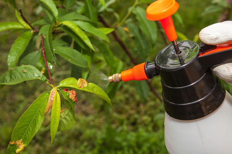 Čo funguje na broskyňové kučery - spreje a prevencia