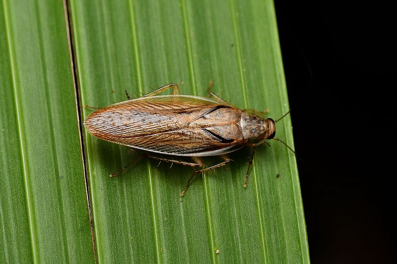 Rusec lesný – ako na hubenie dotieravého hmyzu