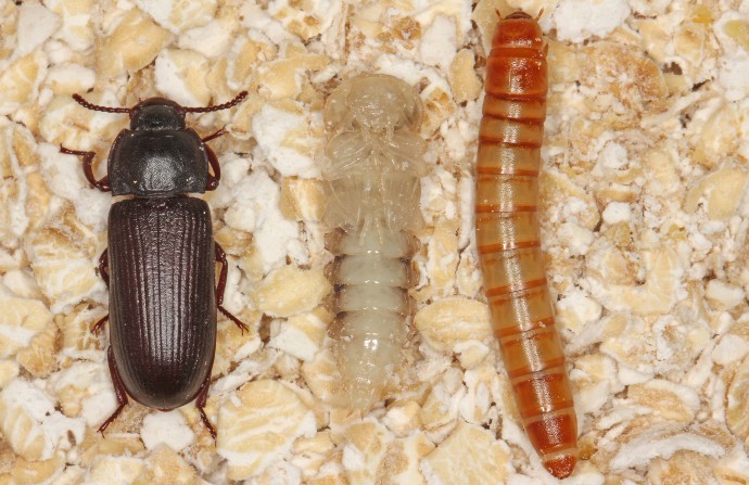Potemník moučný a larva potemníka moučného