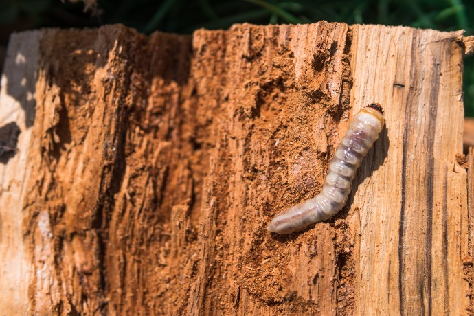 Larva tesaříka krovového