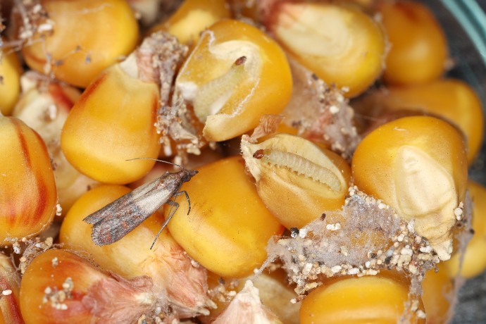Larva zavíječe paprikového