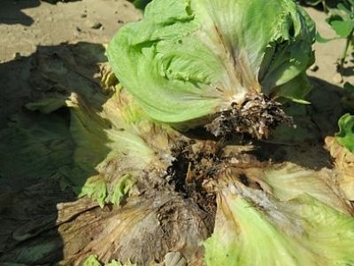 Antimykotický sprej INPORO Pro Mimozin HP - 50 ml