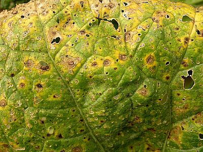 Antimykotický sprej INPORO Pro Mimozin HP - 50 ml