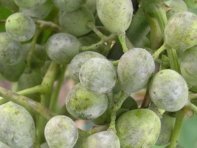 Antimykotický sprej INPORO Pro Mimozin HP - 50 ml