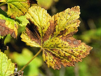 Antimykotický sprej INPORO Pro Mimozin HP - 50 ml