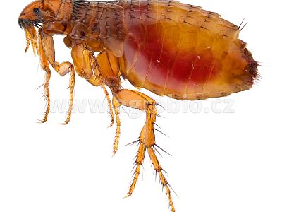 ATAK Chryzantéma proti hmyzu 50 ml