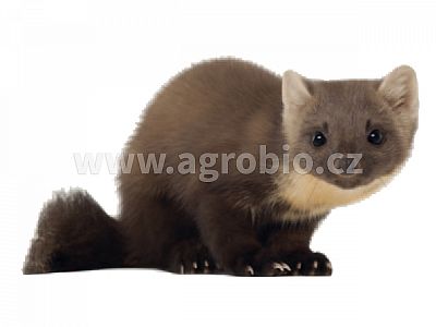 ATAK Odpuzovač kun 500 ml