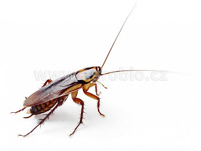 ATAK PYR Chryzantéma granulovaná 300 g