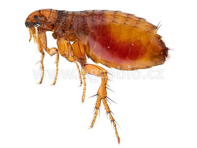 ATAK PYR Chryzantéma granulovaná 300 g