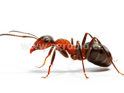 ATAK PYR Chryzantéma granulovaná 300 g