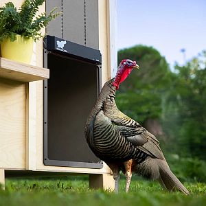 Automatické XXL dvierka kurníka RUN-CHICKEN Giant – sivé