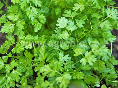 Bylinky (INPORO) 250 ml sprej