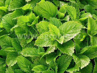 Bylinky (INPORO) 250 ml sprej