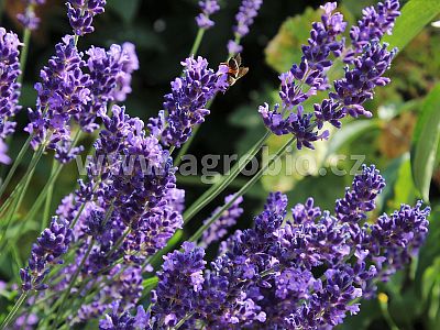 Bylinky (INPORO) 250 ml sprej