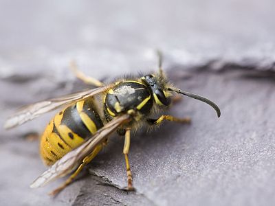 EFFECT – osy a sršne 400 ml