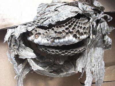 EFFECT – osy a sršne 400 ml