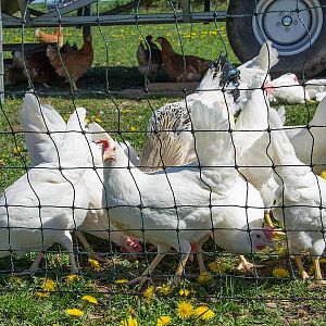Elektrická ohradníková síť pro drůbež, výška 120 cm, délka 50 m