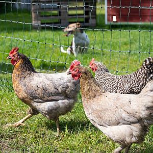 Elektrická sieť STANDARD pre hydinu, sliepky a kurčatá, výška 112 cm, dĺžka 25 m, 1 bodec