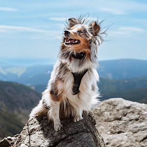 Elektronický obojok na výcvik psov d-control Edge 250R ONE s krúžkovým ovládačom