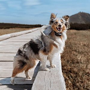 Elektronický obojok na výcvik psov d-control Edge 250R ONE s krúžkovým ovládačom