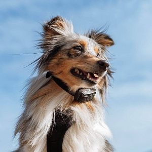 Elektronický obojok na výcvik psov d-control Edge 250R ONE s krúžkovým ovládačom