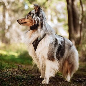 Elektronický obojok na výcvik psov d-control Edge 450R ONE s krúžkovým ovládačom