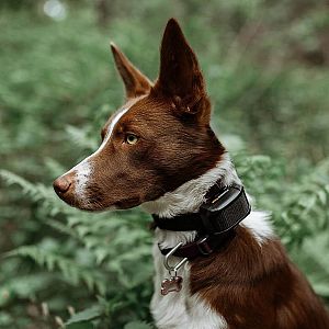 Elektronický obojok na výcvik psov d-control Edge 650R s krúžkovým ovládačom