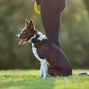 Elektronický obojok na výcvik psov d-control Edge 650R s krúžkovým ovládačom