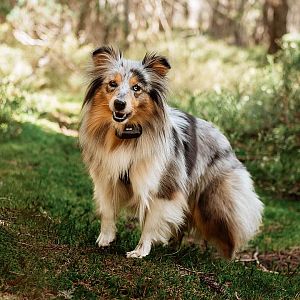 Elektronický obojok na výcvik psov d-control Edge 650R s krúžkovým ovládačom