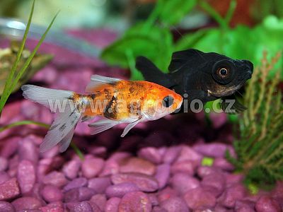 Envi Fish - akvárium 25 g