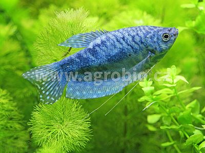 Envi Fish - akvárium 25 g