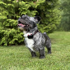 GPS mini lokátor pre psov DOG