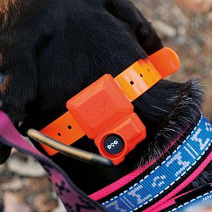 GPS obojok pre psa s výcvikovým modulom a zvukovým lokátorom DOG GPS X40TB