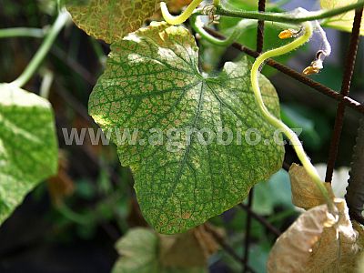 HEALTHY uhorka - uhorka odolnosť 1x50 ml + 1x50 ml