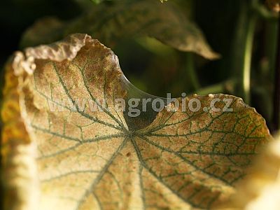 HEALTHY uhorka - uhorka odolnosť 1x50 ml + 1x50 ml