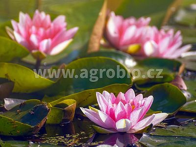 INBAKTER Garden Pond Harmony - Zelené riasy 50 g