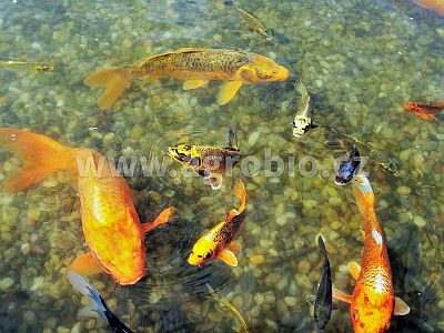 INBAKTER Garden Pond Harmony - Zelené riasy 50 g